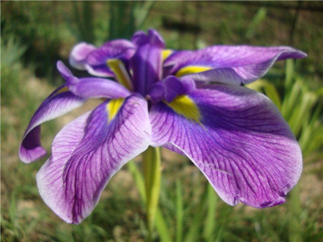 IRIS ENSATA